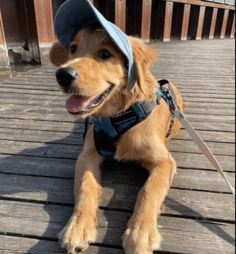 đPromo 49% de rĂ©duction đ Chapeau De Chien